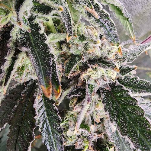 Snow Globe