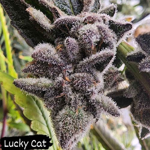 Lucky Cat