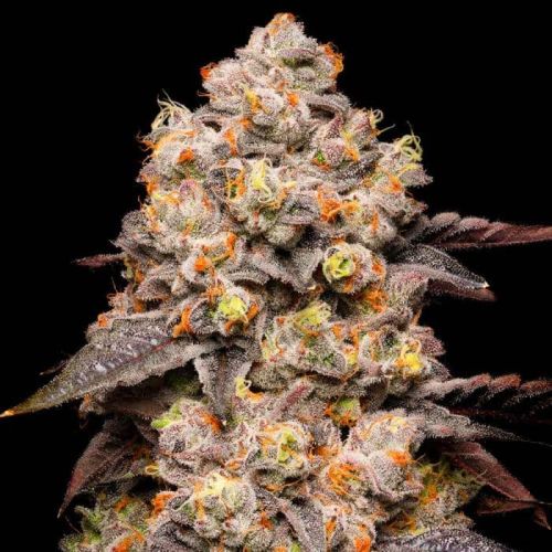 Dried Fruit