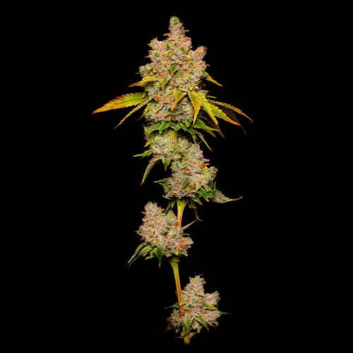 Lemon Cherry Sherb