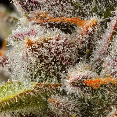 Lemon Cherry Sherb