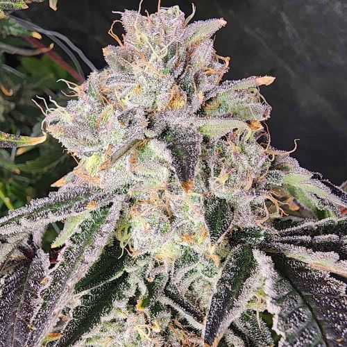 Snow Globe