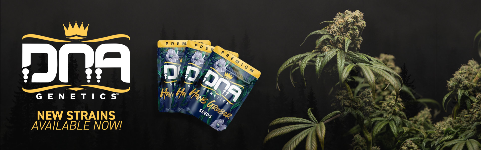 DNA Genetics Cannabis Seeds